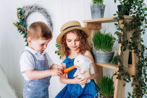 Cute Little Girl Boy Holding Feeding White Rabbits Carrots Indoor Royalty Free Stock Photos