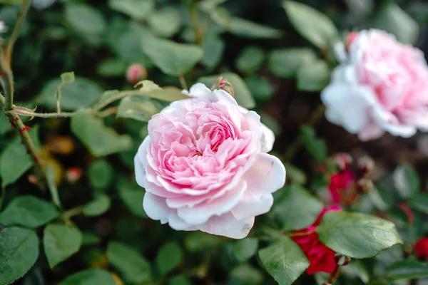 夏の庭のぼやけた自然を背景に バラのブッシュに近いピンクのバラ コピースペース — ストック写真