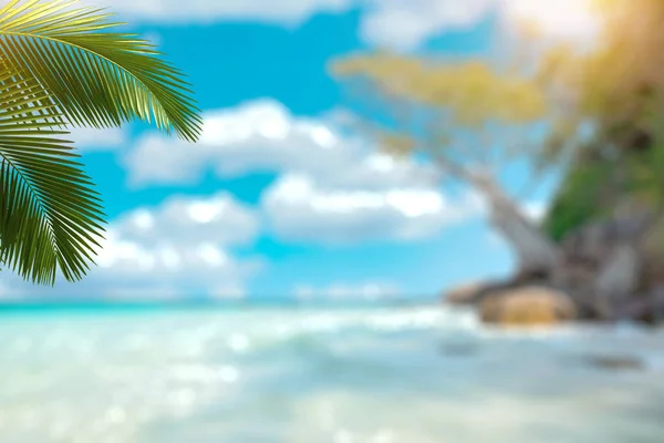 在热带海滩上 淡淡的阳光背景模糊了美丽的自然绿色棕榈叶 复制暑假空间和商务旅行的概念 复古色调过滤效果色彩风格 — 图库照片