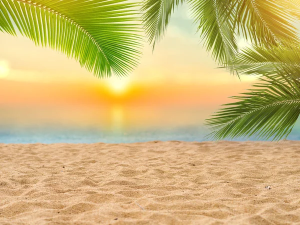 在热带海滩上 淡淡的阳光背景模糊了美丽的自然绿色棕榈叶 复制暑假空间和商务旅行的概念 复古色调过滤效果色彩风格 — 图库照片#