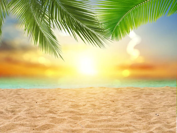 Θολούρα Όμορφη Φύση Πράσινο Φύλλο Φοίνικα Τροπική Παραλία Bokeh Ήλιο — Φωτογραφία Αρχείου