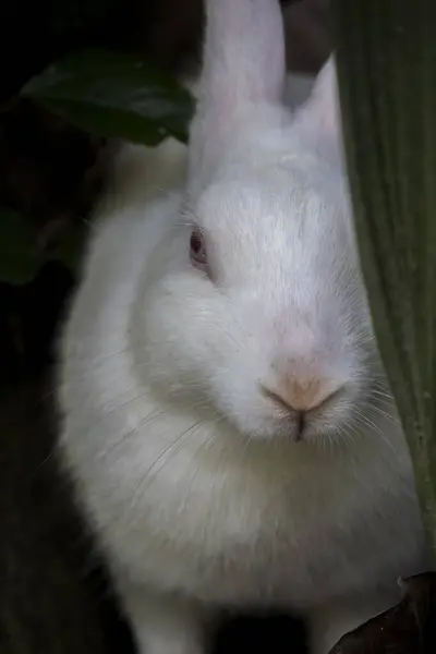 A cute white rabbit face close up,