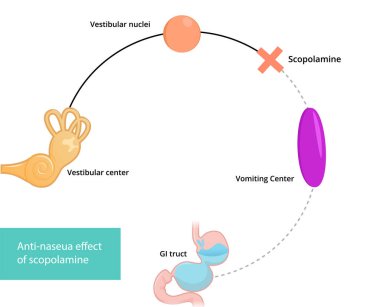Eylemin skopolamin mekanizması. Skopolamin eyleminin şematik çizimi