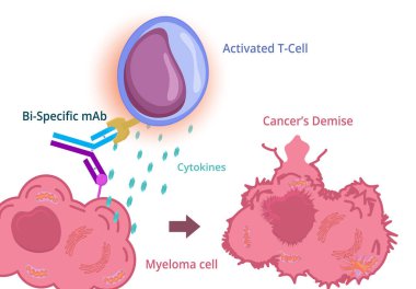 Kansere karşı bağışıklık tedavisi. Çift yönlü monoklonal antikor bağışıklık hücresini ve kanser hücresini kanser hücresinin yok olmasına neden olur. Bağışıklık terapisi kavramı