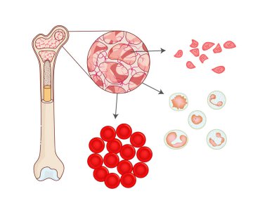Kırmızı kan hücreleri, beyaz kan hücreleri ve trombosit içeren kemik iliği anatomisi vektör çizimi