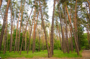 Mavi gökyüzü ile kozalaklı yeşil orman