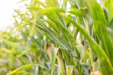 Yazın mısır tarlası