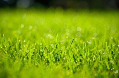 Parkta yeşil çimenler