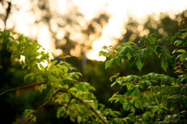 sonbahar günbatımı ormanda