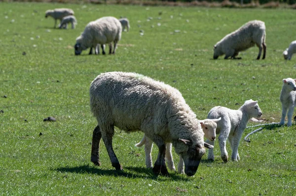 羊在围场里吃草 那里有母羊和羊羔 — 图库照片