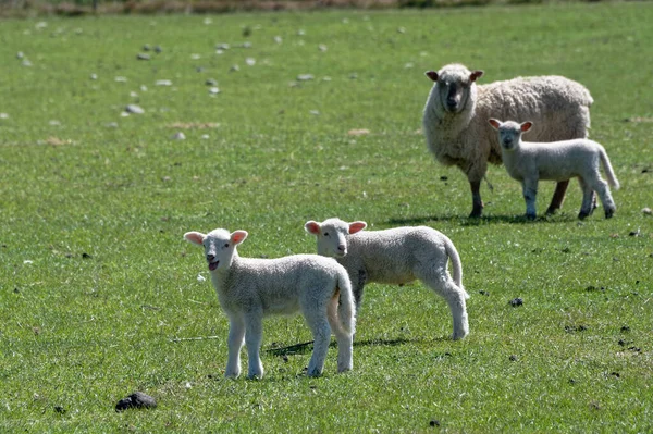 Zwei Babyschafe Oder Lämmer Stehen Auf Einer Koppel Ein Schaf — Stockfoto