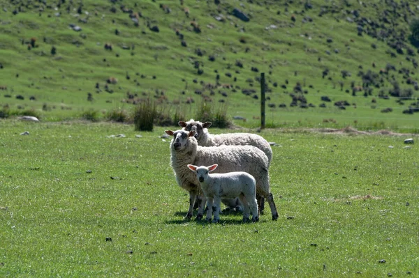 Dwie Owce Jagnięcina Stoją Ułożone Razem Zielonym Trawiastym Padoku Nowej — Zdjęcie stockowe