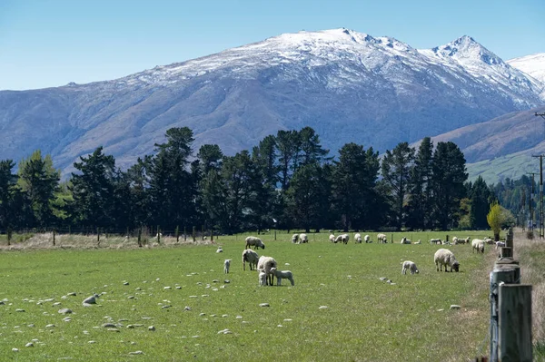 Paddock Con Corderos Primavera Tiene Fondo Nevado Montañoso — Foto de Stock
