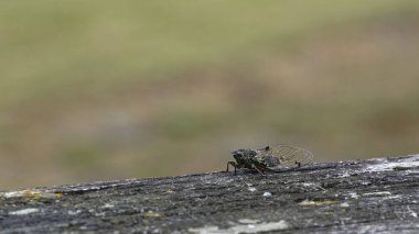 An adult clapping cicada has emerged, it has very beautiful wings.