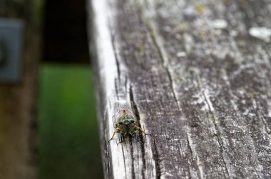 Cicadas have compound eyes, this one is looking directly at the camera.