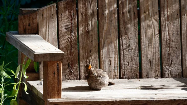 Behaviour Seen Female Blackbird She Sunning Herself Garden Bench She — Stock Photo, Image