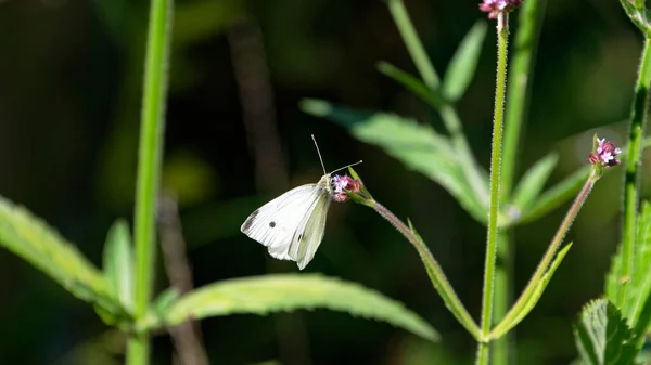 Skrzydła Białego Motyla Lekko Otwarte Pokazuje Ten Motyl Samiec Tylko — Zdjęcie stockowe