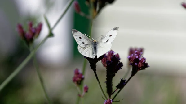 Samica Białego Motyla Śpiewa Szeroko Gdy Karmi Się Purpurowym Kwiatem — Zdjęcie stockowe