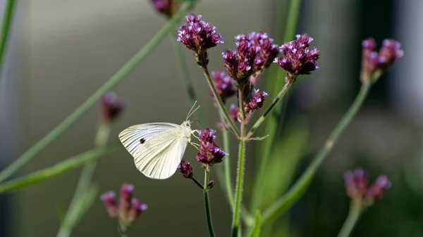 Samica Białego Motyla Dwie Plamy Skrzydle Druga Może Być Słabo — Zdjęcie stockowe