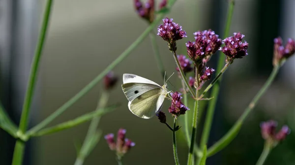 Biały Motyl Właśnie Odlatuje Kwiatu Gdzie Się Karmi Jej Sonoscis — Zdjęcie stockowe