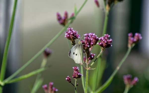 Dwie Ciemne Plamy Skrzydłach Białego Motyla Pokazują Samica — Zdjęcie stockowe