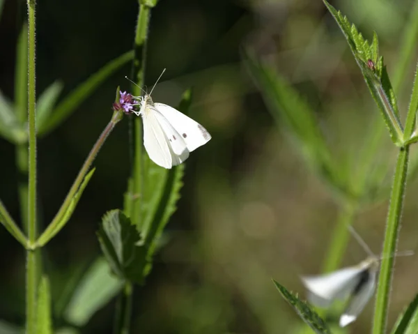 花は白い蝶や白菜を引き付けます 1つは日光 もう1つはイメージを残している 幽霊蝶 — ストック写真
