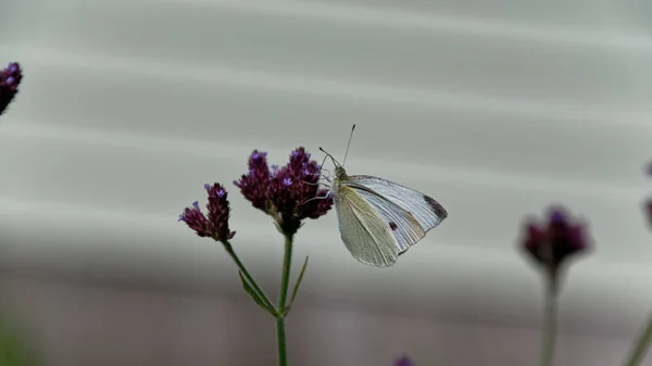Światło Łapie Żyły Skrzydłach Tego Białego Motyla Gdy Karmi Się — Zdjęcie stockowe