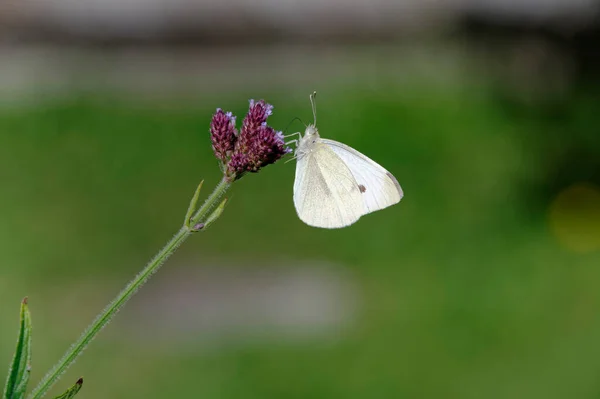 Purple Flower Feeding Ground Hungry White Butterfly Has Its Proboscis — Stock Photo, Image