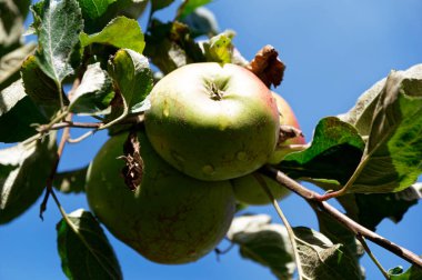 Elmalar güneşte büyürken olgunlaşır, elmanın altı, çiçek ucu ya da calyx kameraya bakar..