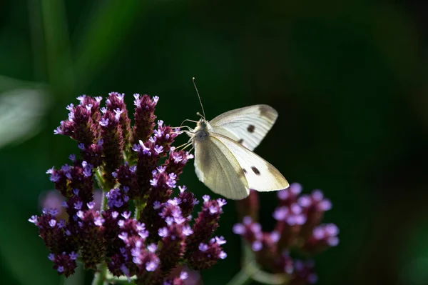 Słoneczny Biały Motyl Karmi Się Purpurową Rośliną — Zdjęcie stockowe