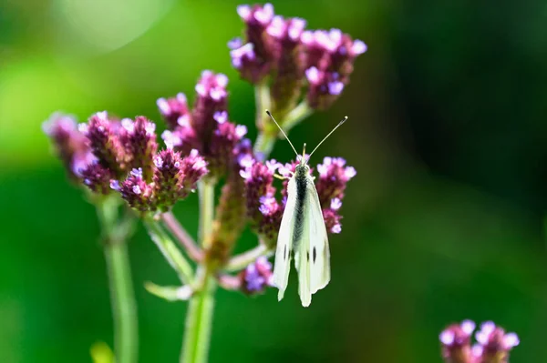 Biały Motyl Skrzydła Prawie Zamknięte Gdy Ona Osiadła Purpurowym Kwiatowym — Zdjęcie stockowe