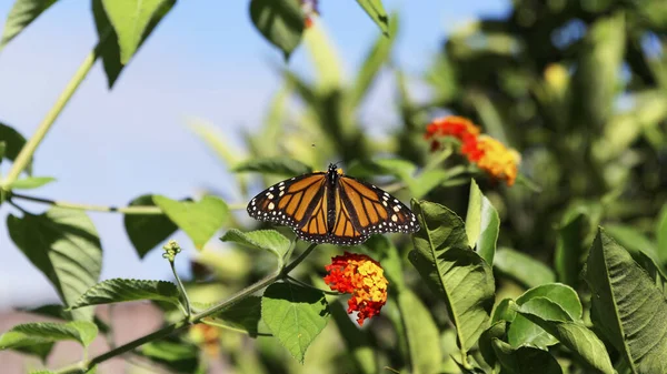 黒い静脈は蝶の翼の明るいオレンジ色と対照的だ — ストック写真