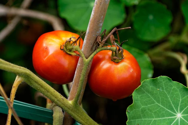 Dos Tomates Rojos Maduros Están Listos Para Ser Cosechados Disfrutados —  Fotos de Stock