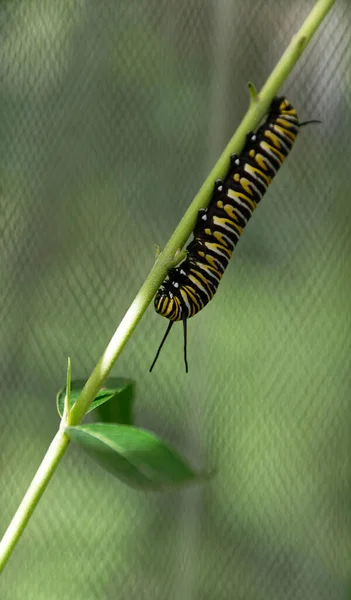 A black and yellow monarch butterfly caterpillar is on the stem of a swan plant. The plant is surrounded by insect protection to prevent wasps predating the caterpillar. The plant passes on a toxic compound called cardenolides to the caterpillar.