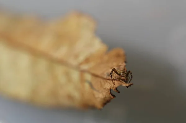 Une Araignée Crabe Regarde Caméra Elle Les Beaux Yeux Plan — Photo