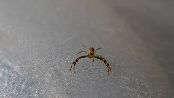 Diaea Ambara Una Araña Cangrejo Endémica Aotearoa Nueva Zelanda — Foto de Stock
