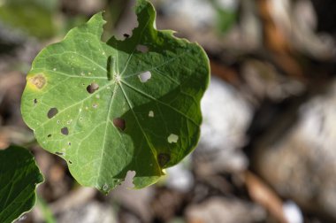 Bir nasturtiyum yaprağı yendiğine dair işaretler gösterir. Suçlu, yaprağın üzerinde bulunan küçük beyaz bir kelebek tırtıldır..