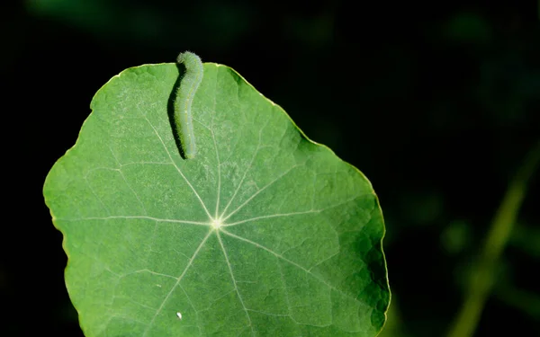 Silně Žilkovaný Zelený List Domovem Potravou Bílé Motýlí Housenky Nebo — Stock fotografie