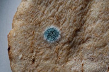 Pita ekmeği küflenmeye başladı. Küf yayılmış, kökleri ekmeğin içinden geçiyor..