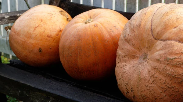 Very Large Pumpkins Sitting Wooden Bench Have Quite Rough Skin — Stock Photo, Image