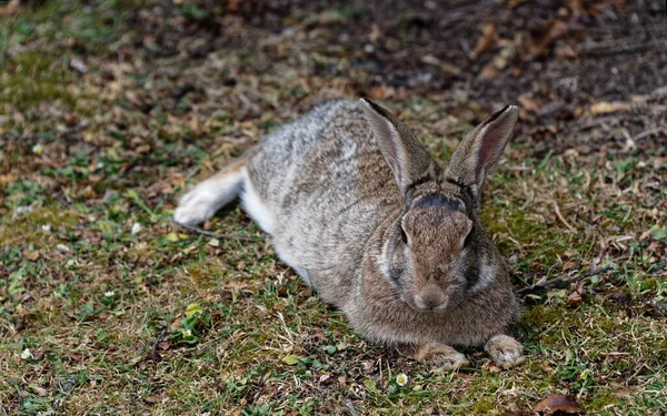 A rabbits ears monitor constantly to make sure that no-one is trying to sneak up on it