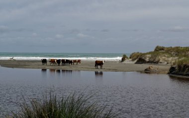 İnekler tatilde, bazı inekler deniz kenarında geziniyor.
