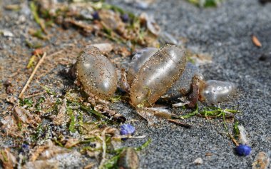 Mavi şişenin gövdesine yapışan kum taneleri sahildeki gelgitin bıraktığı denizanaları gibi..