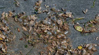 Yüksek gelgit işareti ölü mavi şişelerle dolu. Gelgitlerin ve rüzgarın insafına bırakıldılar..