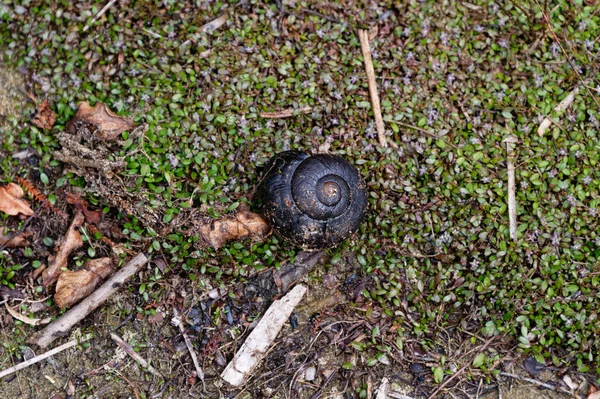 Powelliphanta snails are a large carnivorous land snail native to New Zealand