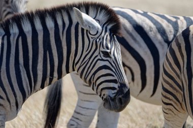 Kızgın görünüşlü bir zebra. Kulakları geri geldi. Boynunda yara izi var..