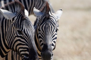 İki zebra birbirine kızmış gibi görünüyor. İkisinin de kulakları kulaklarında..