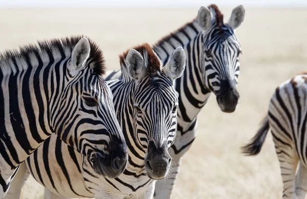 Zebra, Namibya 'daki bir grupta savanda duruyor.