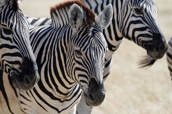 Zebra, Namibya 'daki bir grupta savanın üzerinde duruyor. Ortadakinin kulakları önde. Yüzünden süzülen çizgiler neredeyse oval bir şekil alıyor..