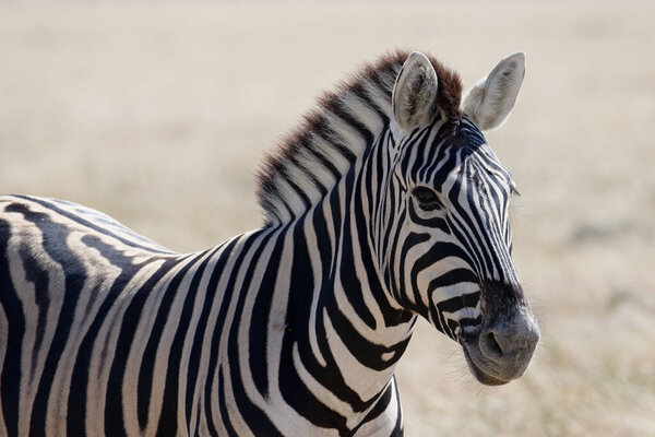 An alert zebra is standing with its ears forward. It is side on to the camera.